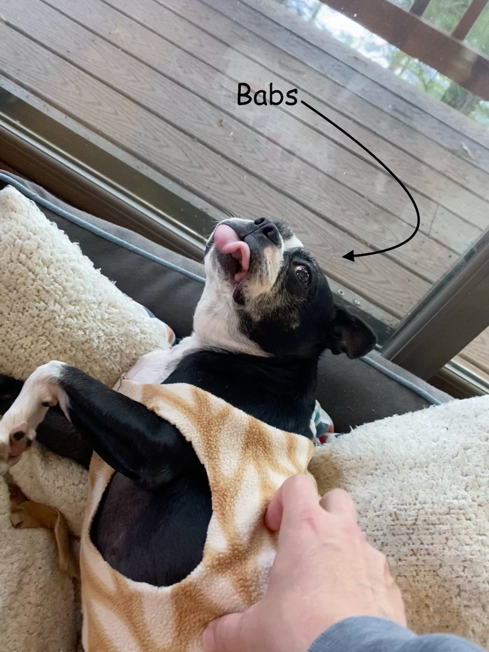 babs the dog just living it up
